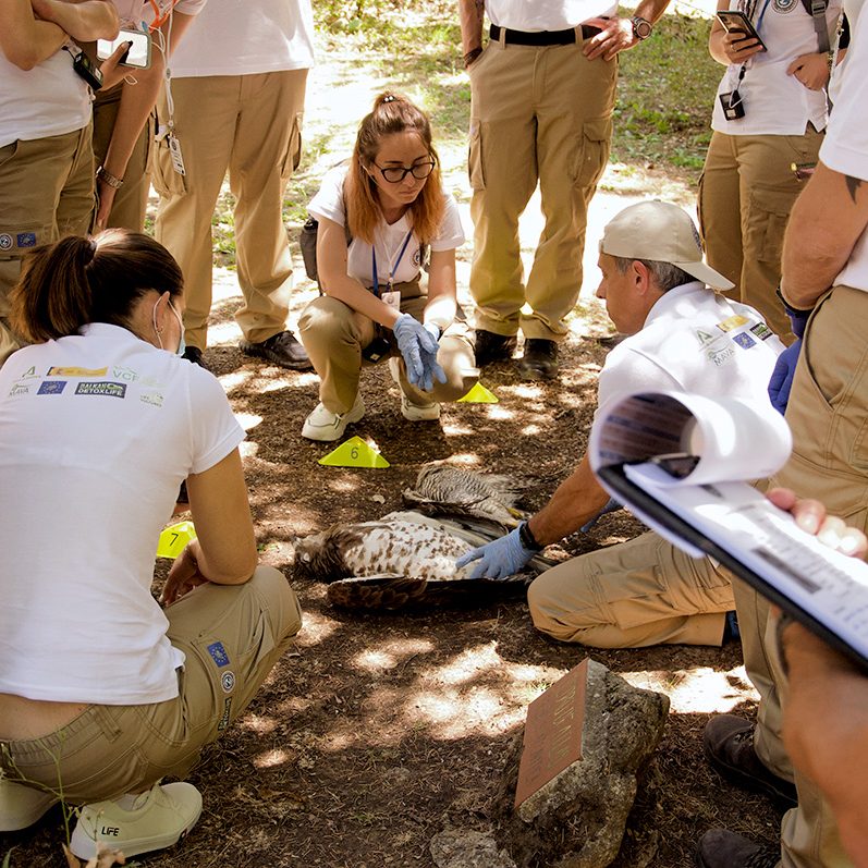 άνθρωποι εξετάζουν νεκρό πουλί people examine dead bird