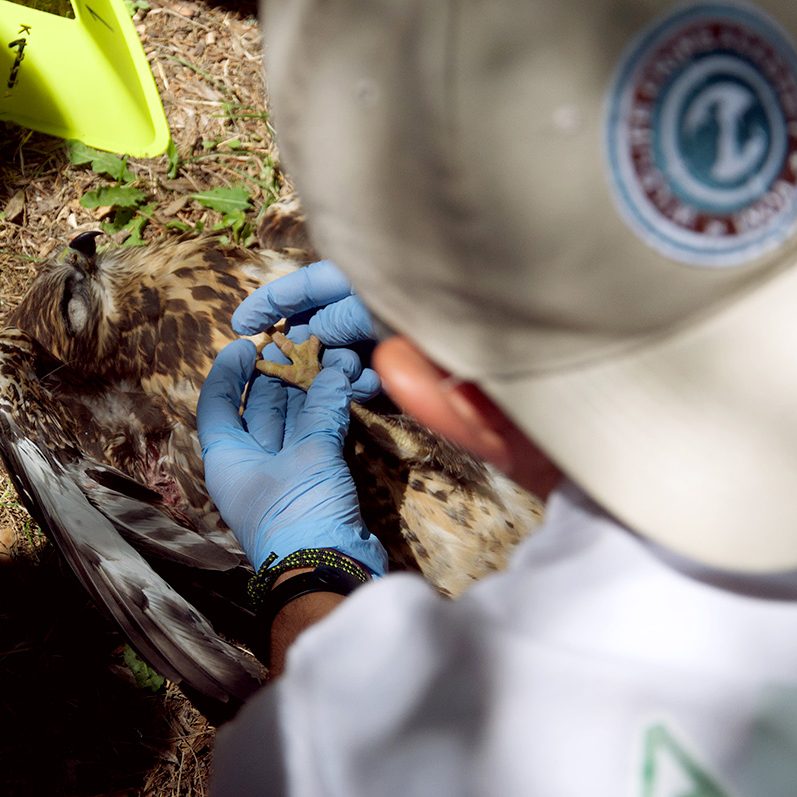 εξέταση νεκρού πουλιού dead bird examination