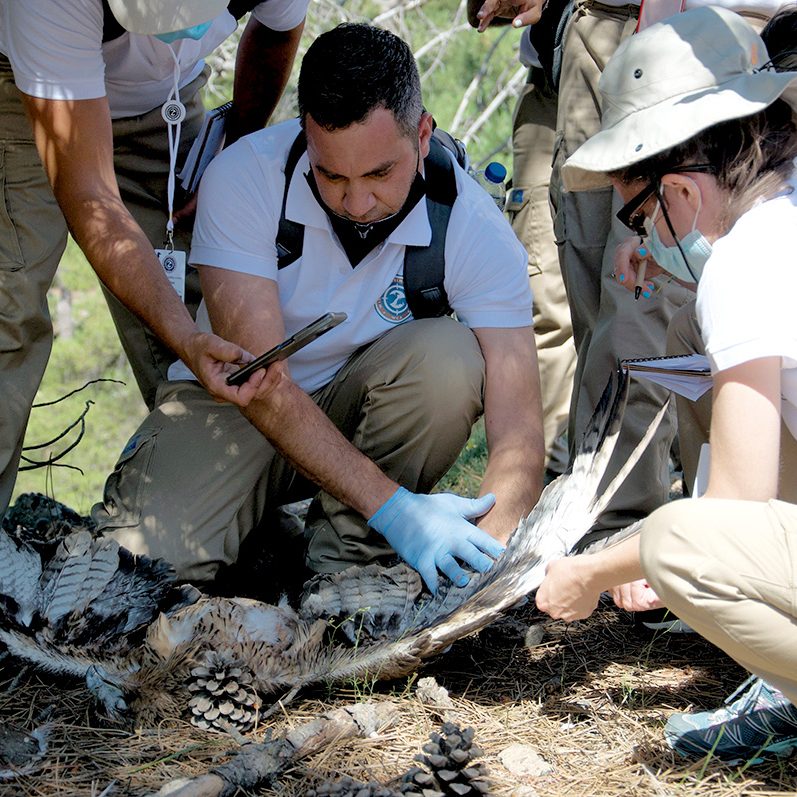 άνθρωποι εξετάζουν νεκρό πουλί people examine dead bird