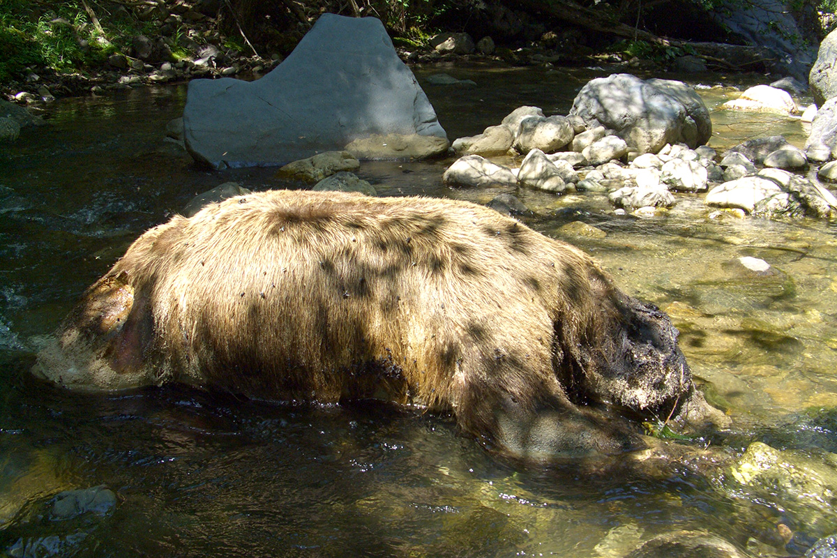 νεκρή αρκούδα σε ποτάμι dead bear in river