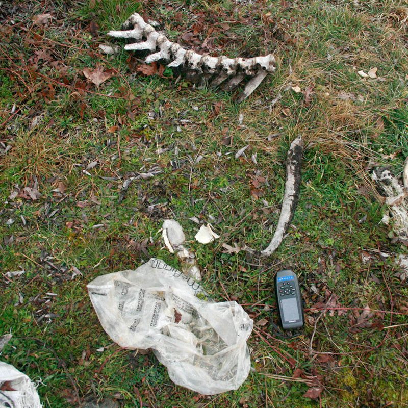 δηλητηριασμένο δόλωμα poisoned bait