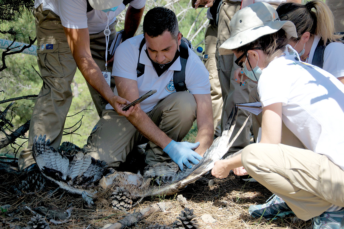 άνθρωποι εξετάζουν νεκρό πουλί people examine dead bird