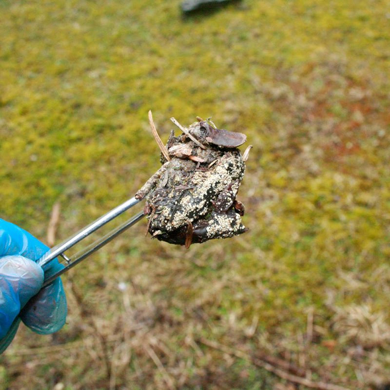 δηλητηριασμένο δόλωμα poisoned bait