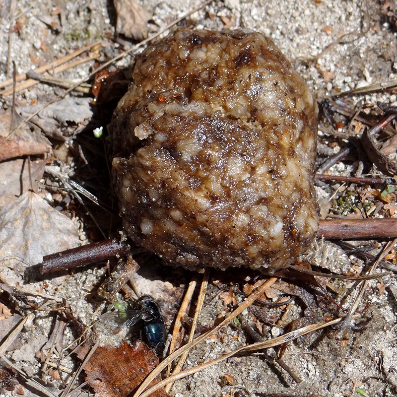 δηλητηριασμένο δόλωμα poisoned bait