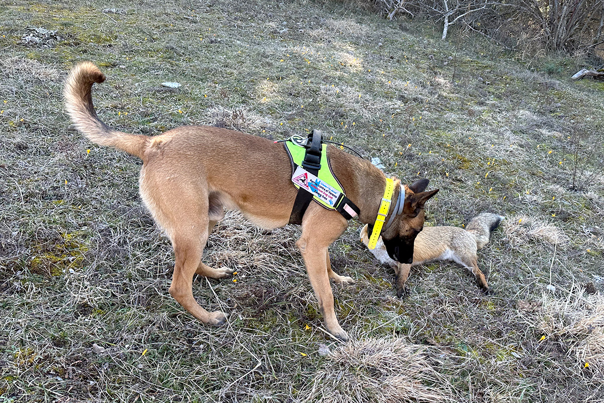 σκύλος ανίχνευσης με νεκρό ζώο detection dog with dead animal σκύλος ανίχνευσης με νεκρό ζώο detection dog with dead animal