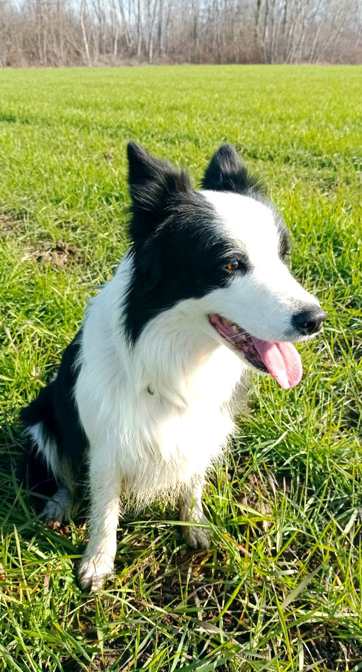 σκύλος ανίχνευσης detection dog σκύλος ανίχνευσης detection dog