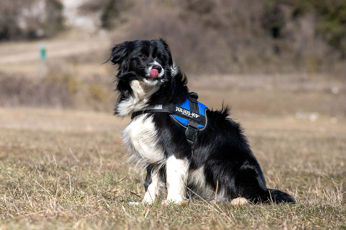 σκύλος ανίχνευσης detection dog σκύλος ανίχνευσης detection dog