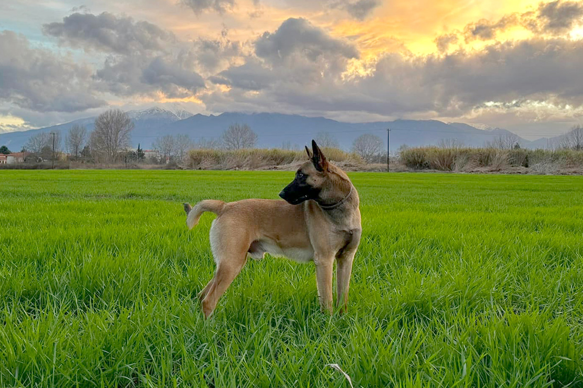 σκύλος ανίχνευσης detection dog σκύλος ανίχνευσης detection dog