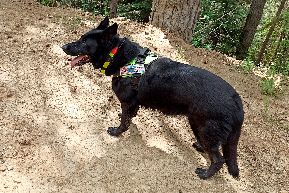 σκύλος ανίχνευσης detection dog σκύλος ανίχνευσης detection dog