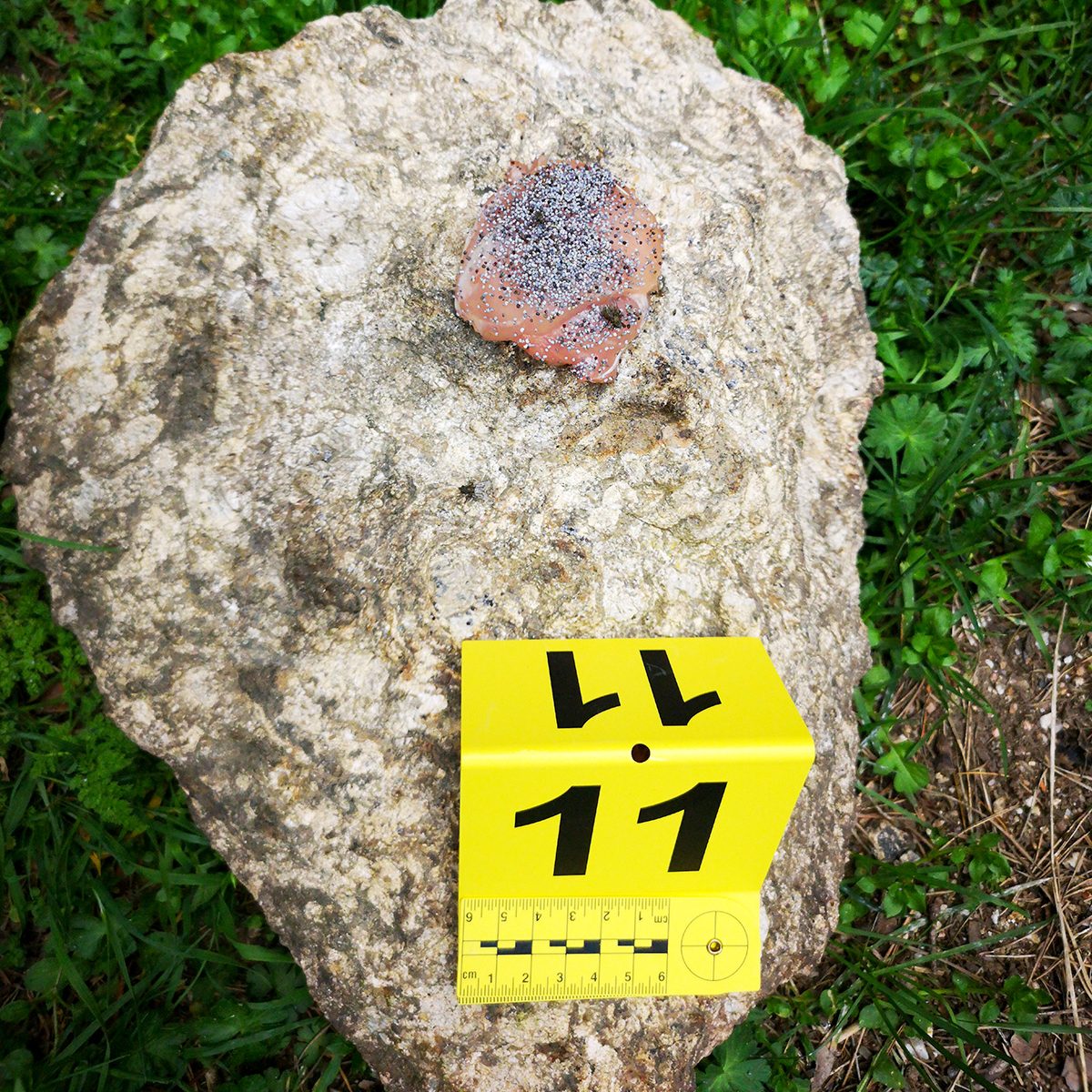 δηλητηριασμένο δόλωμα poisoned bait