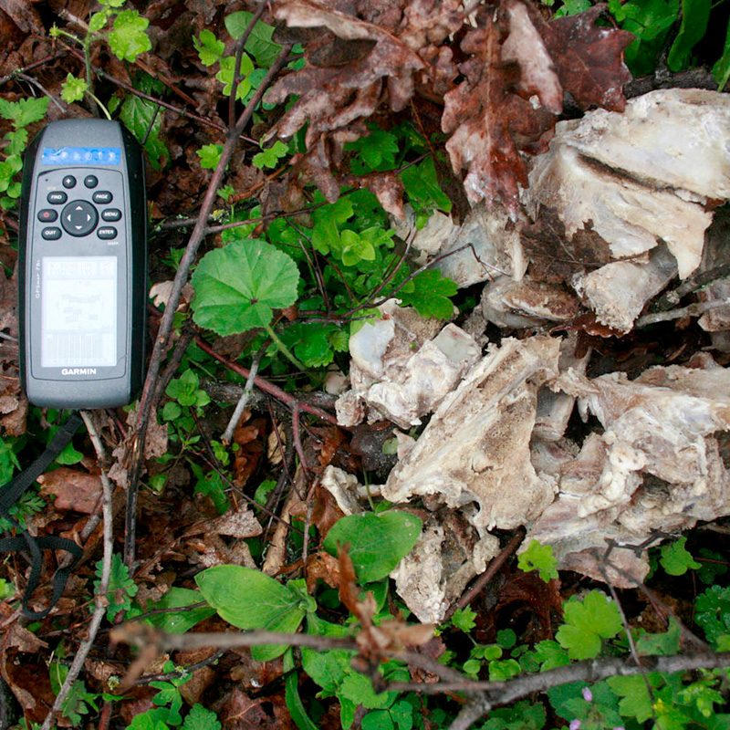 δηλητηριασμένο δόλωμα poisoned bait