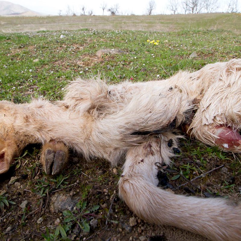 νεκρό ζώο dead animal