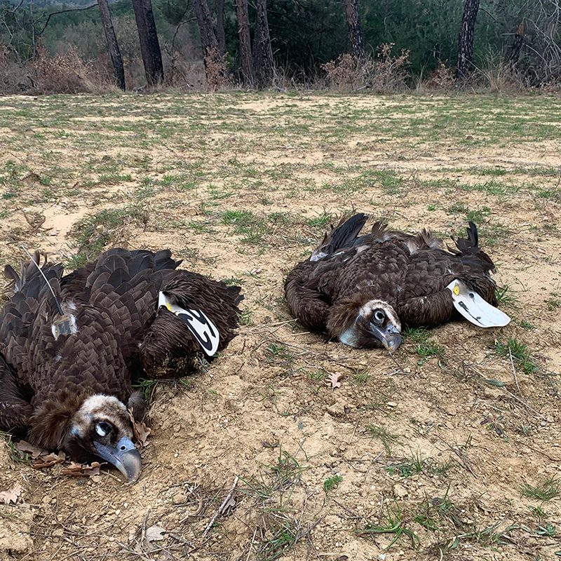δηλητηριασμένα πουλιά poisoned birds