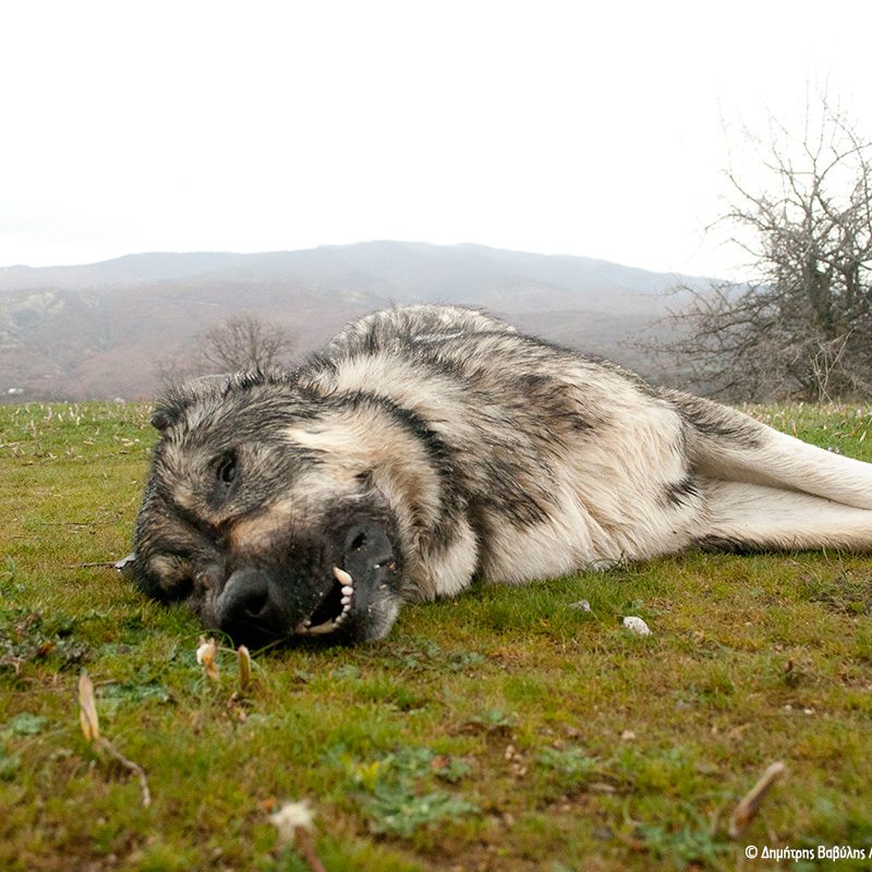 δηλητηριασμένο ζώο poisoned animal
