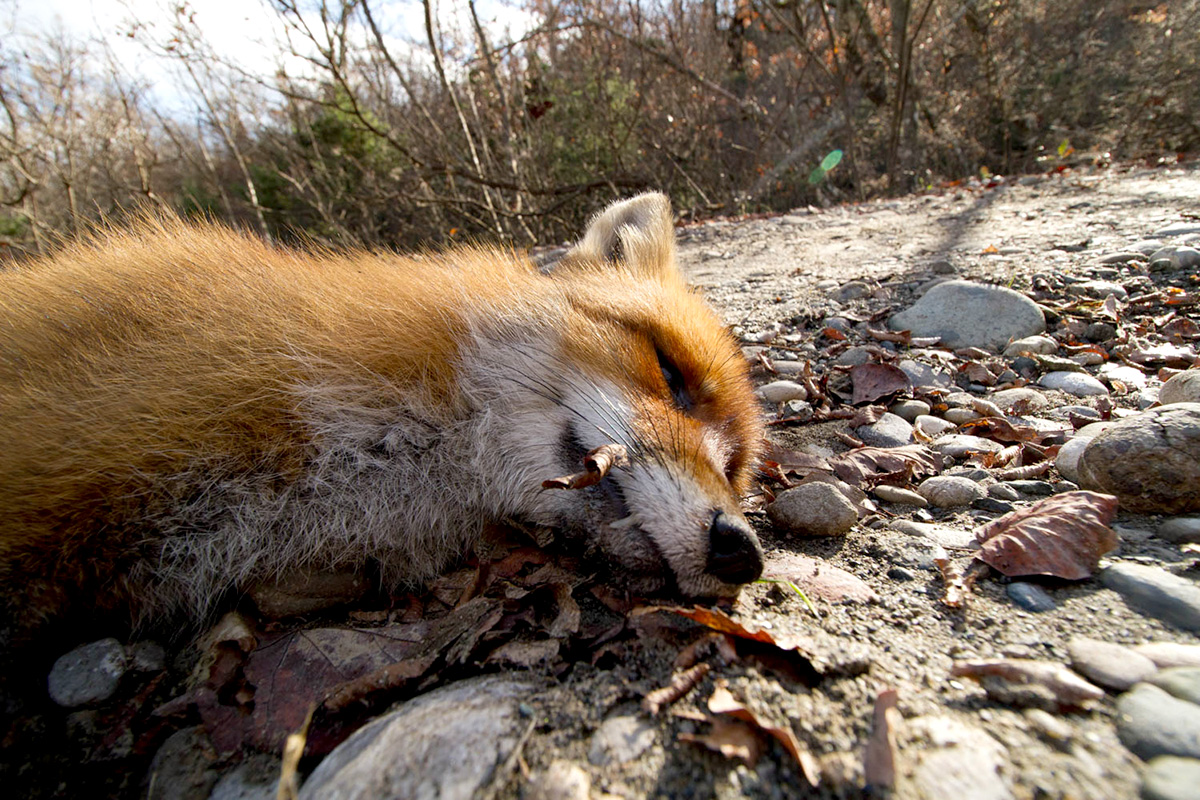 νεκρό ζώο dead animal