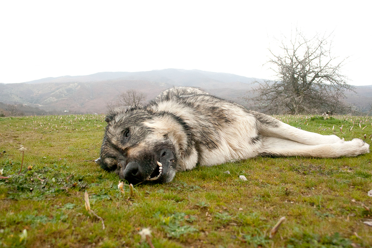 δηλητηριασμένος σκύλος poisoned dog