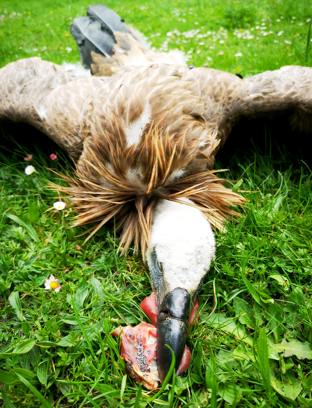 δηλητηριασμένο πουλί poisoned bird
