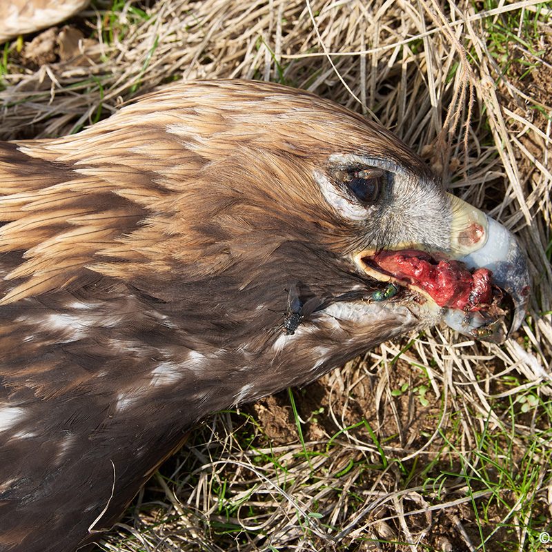 δηλητηριασμένο πουλί