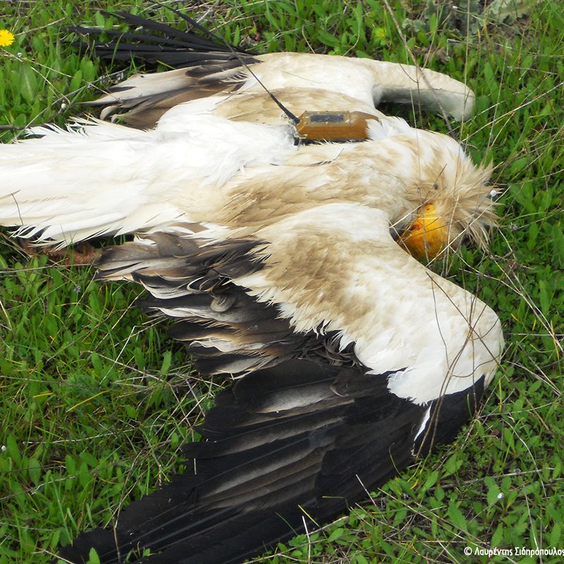 δηλητηριασμένο πουλί poisoned bird