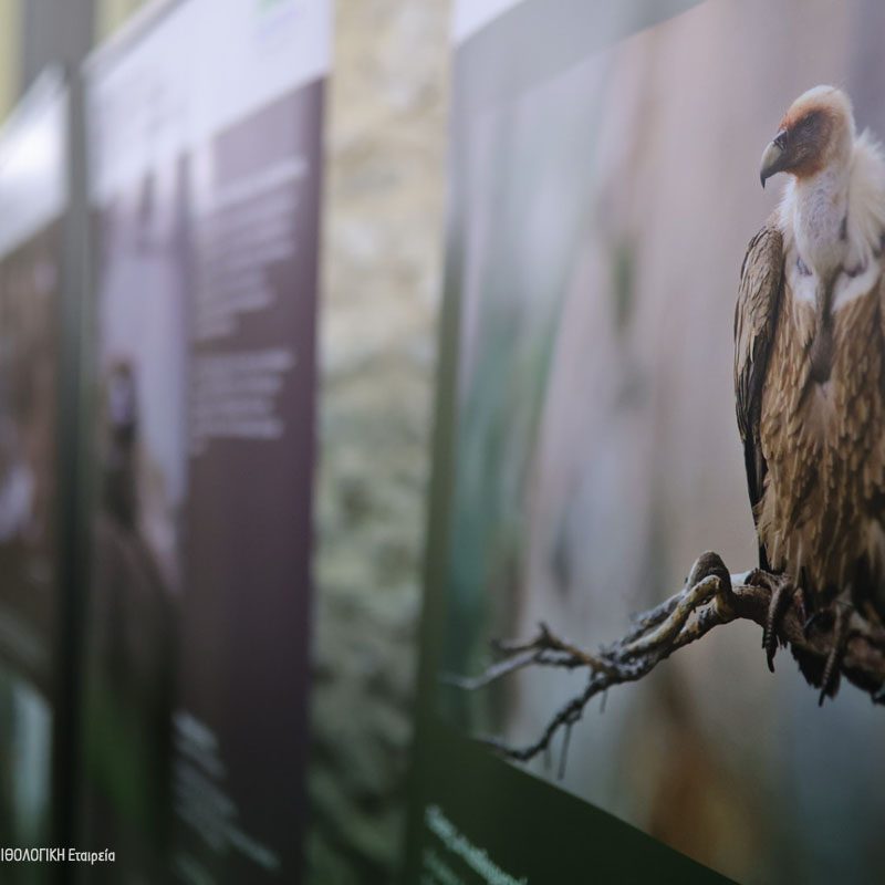 Εκδήλωση Ιωαννίνων Open Event Ioannina